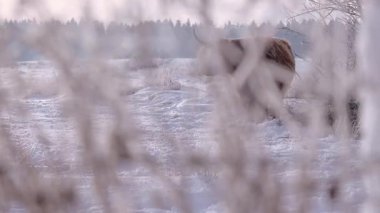 Buzlu Çimen Bokeh Uzak İnek Işıldayan Buz Kristalleri Bulanık Önplan Yumuşak Pastel Hafif İskoç Tepesi