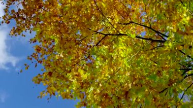 Mavi gökyüzüne karşı çırpınan altın yapraklar, hafif rüzgarda sallanan dallar, dağınık sonbahar melodileri