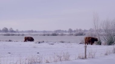 Karlı çayır sığırları Frostcovered Çitleri 'nin yanında otluyor Solgun Şafak Işığı Altında, İki Kahverengi Sığır Aranıyor
