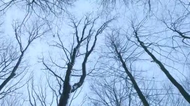 Çıplak Ağaçların Yukarı Bakışı Soluk Gökyüzü Çerçevesi, Kış Dalları Gökyüzüne Uzanıyor, Soğuk Mavi Renkler, Hassas