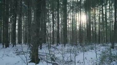 Uzun Çamların Arasında Güneş Işığı Filtresi, Uzun Dikey Sandıklar Ritmik Silüet Oluşturur, Havalı