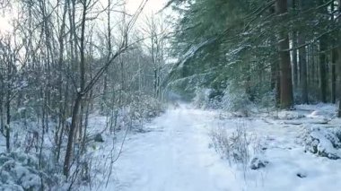 Serene Karla Kaplanmış Ormanda Yürüyüşü Hafif Toz Alma Dalları, Açık Yol ve Yumuşak Orman