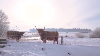 Highland Sığırlarıyla Karlı Alan Bench 'in yanında, Bir çift Shaggy İneği kameraya bakıyor, Donmuş Göl ve ötesinde Sazlıklar,