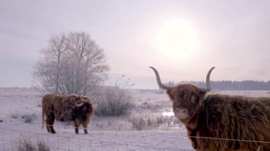 Güneşli İkili İskoç Sığır Portresi Rimlit Boynuzları, Kış Işığı Kış Işığı Tüylü Paltoları, Buz