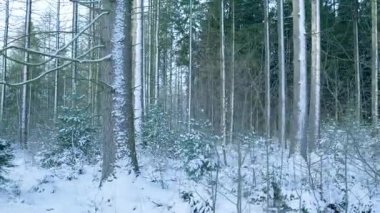 Parlak ağaçlar, huş ağacı ve karla kaplı firavun gövdesi, narin düşen taneler, sessiz orman zemini.