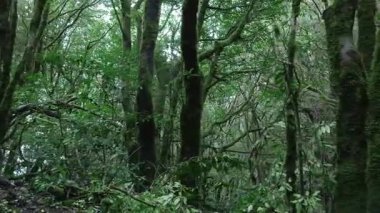 Yavaş çekim kişisel bakış açısı Yoğun, ilkel defne ormanlarında yosunlu ağaçlarla yürüyor