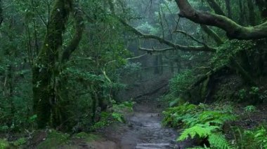 Büyüleyici defne ormanı, yemyeşil ağaçların arasından geçen büyülü bir patika.