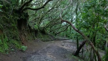Laurisilva ormanındaki yosun kaplı ağaçlarla çevrili karanlık ve kasvetli bir patikada ağır çekim yürürken.