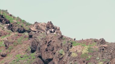 Büyük bir deniz kuşu kolonisi yavaş çekimde uzak bir volkanik adanın etrafında yuvalanır ve uçar.