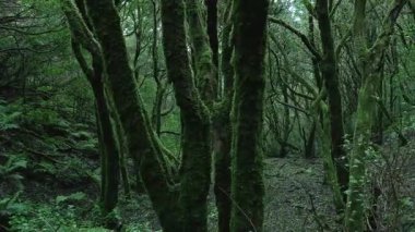 Yaşlı ağaçlarla kaplı yeşil defne ormanları gizemli, peri masalı atmosferi yaratıyor.