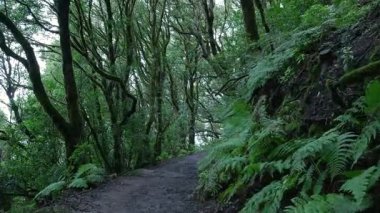 Pov, yemyeşil ve sisli Laurisilva ormanlarında yürürken vuruldu.