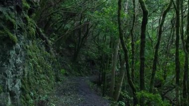 Karanlık, yosunlu ve büyüleyici yağmur ormanları yolunda yürürken elde tutulan bakış açısı