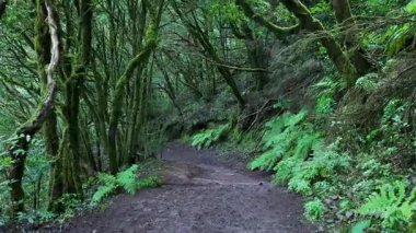 Yağmurdan sonra yoğun, yosunlu bir ormanda yürürken çekilen ürkütücü bir bakış açısı.