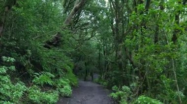 Pov çekim güzel yosunlu ormanda dolambaçlı bir yolda ilerliyor.