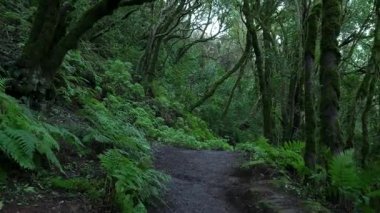 Yosunlu ağaçlar ve canlı eğreltiotları arasında kıvrılan bir patikası olan yoğun bir orman.
