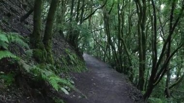Kişisel perspektif pov bir yol boyunca yürürken pov çekim gür ve mistik lav ormanı içinde