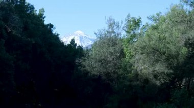 Yoğun yeşil bir ormanın arkasında ortaya çıkan karlı teide volkan zirvesinin güzel görüntüsü.
