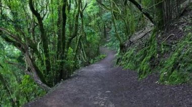 Kişisel bakış açısı, antik ve yemyeşil bir ormanda gizemli bir iz takip ediyor.
