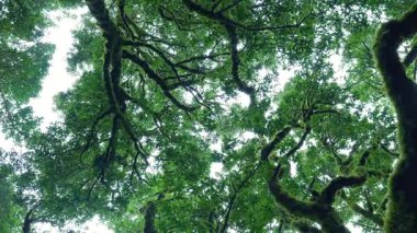 Alttan görülen yosunlarla kaplı görkemli yaşlı ağaçlar el değmemiş doğal bir çevrede.