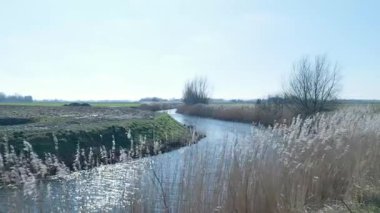 Güneş, polen bir arazide sallanan kamışlarla çevrili bir hendeğin suyuna yansıyor.