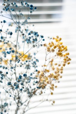 Pencerenin kenarındaki zarif mavi ve sarı kurutulmuş çigila.