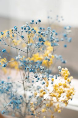 Pencerenin kenarındaki zarif mavi ve sarı kurutulmuş çigila.