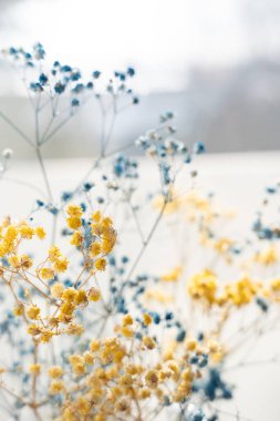 Yumuşak Odaklı Mavi ve Sarı Bebek Nefesi Çiçekleri