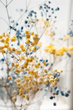 Pencerenin kenarındaki zarif mavi ve sarı kurutulmuş çigila.