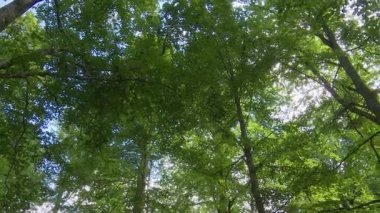 Yoğun kayın orman bitkileri, huzurlu ve el değmemiş bir çevrede bereketli ormanlar, doğal dokular ve canlı yeşillikleri gösteren bir Bask dağ manzarasını kaplar..