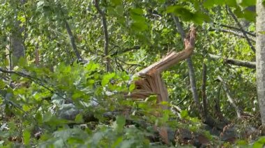 Devrilen ağaçlar ve kırık dallar, Entzia dağlarını vuran 4 Temmuz 2018 kasırgasının Legaire kayın ormanlarını görünür bir şekilde yok ettiğini gösteriyor..