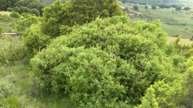 Laguardia, İspanya; 22 Haziran 2019: Lava, Bask ülkesinde doğal dokuları ve kırsal manzarası olan panoramik tarım alanları. Doğa görüntüleri, turizm görselleri, çevre projeleri ve manzara yapımları için ideal.