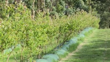 Baharda ekilmiş çalılıklarda açan narin yaban mersini çiçeklerinin yakın çekimi. Tarım ekili bir çevrede taze yeşil yapraklarla çevrili dallardan sarkan beyaz çiçekler..