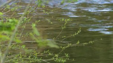 Doğayla çevrili eski bir taş köprünün altından akan şeffaf nehir suyu. Güneş ışığı yansımaları ve görünür nehir yatağı dokularıyla huzurlu bir tatlı su manzarası..