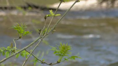 Doğayla çevrili eski bir taş köprünün altından akan şeffaf nehir suyu. Güneş ışığı yansımaları ve görünür nehir yatağı dokularıyla huzurlu bir tatlı su manzarası..