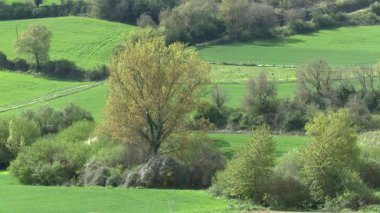 Canlı yeşil ekili tarlaları ve tarım arazileri olan lavların manzaralı kırsal kesimi. Bask ülkesinde kırsal yaşamı ve çiftçiliği temsil eden barışçıl tarım manzarası.