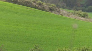 Canlı yeşil ekili tarlaları ve tarım arazileri olan lavların manzaralı kırsal kesimi. Bask ülkesinde kırsal yaşamı ve çiftçiliği temsil eden barışçıl tarım manzarası.