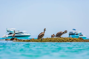Espiritu Santo Adası 'ndaki pelikanlar, Baja California Sur, Meksika