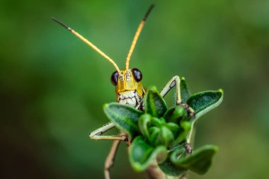 Lubber çekirgesi (Romalea microptera), Amerika Birleşik Devletleri 'nin güneydoğusunda yaygın olarak görülen büyük, uçamayan, parlak renkli (sarı, turuncu ve siyah) çekirge türüdür. Tıknaz vücudu ve yavaş hareketi ona 
