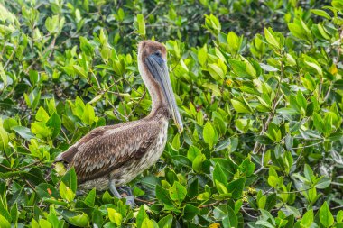 Celestun Estuary, Yucatan 'da Kahverengi Pelikan.