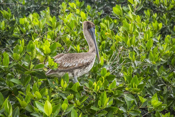 Celestun Estuary, Yucatan 'da Kahverengi Pelikan.