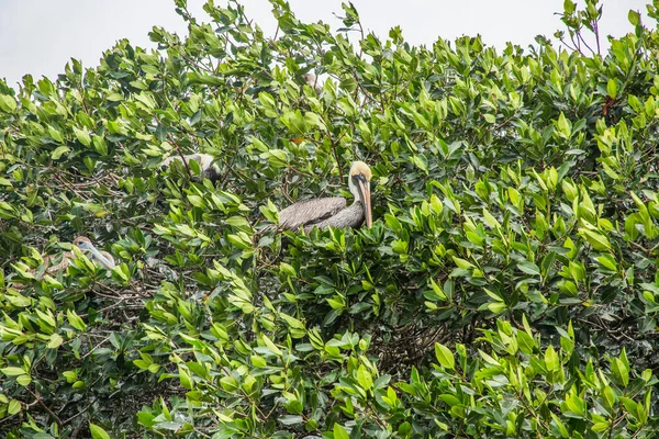Celestun Estuary, Yucatan 'da Kahverengi Pelikan.