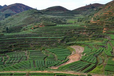 Yamaçtaki yeşil teraslı çay bahçelerini kesen dolambaçlı toprak bir patikadan oluşan bir manzara. Ekin sıralarının geometrik desenleri görsel olarak çarpıcı bir tarım sahnesi oluşturuyor..