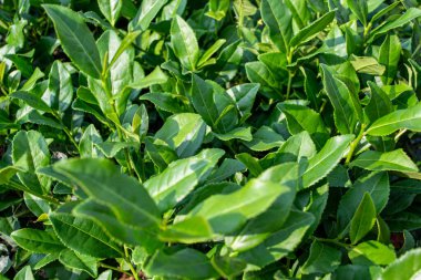 Çalının üzerinde büyüyen taze yeşil çay yapraklarının yukarıdan aşağıya yakın görüntüsü. Güneş ışığı yeşilliğin dokusunu ve canlı rengini vurgular, organik tarım ve doğal bileşenleri sembolize eder..
