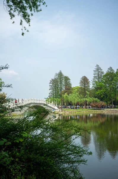 Halka açık bir parkta sakin bir göl boyunca uzanan beyaz bir kemer köprüsünün dikey bileşimi. Yeşil söğüt ve selvi ağaçları parlak bir gökyüzünün altındaki suya yansıyarak huzurlu bir yaz manzarası yaratırlar..