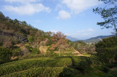 Güneşli bir yamaçta sıralanmış çay çalıları ve ağaçlarla yeşil çay çiftliği manzarası..