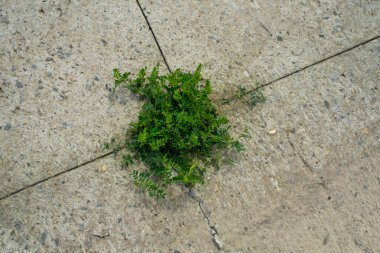 High angle view of a single green plant emerging from a crack in a grey concrete surface, symbolizing resilience in an urban environment.