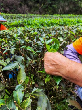 Nanping, Fujian Eyaleti, Çin - 07 Mayıs 2023: Wuyishan 'daki bir dağ çay çiftliğinde dikkatlice taze yeşil çay yaprakları toplayan bir çiftçinin eli..