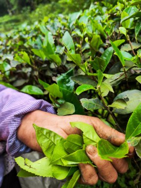 Nanping, Fujian Eyaleti, Çin - 07 Mayıs 2023: Yakın plan, Wuyishan çay bahçesinde taze yeşil çay yaprakları toplayan bir çay toplayıcısının elini gösteriyor..