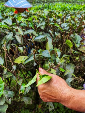 Nanping, Fujian Eyaleti, Çin - 07 Mayıs 2023: Wuyishan 'daki bir dağ çay çiftliğindeki yemyeşil çalılardan taze çay yaprakları toplayan bir işçinin ayrıntılı görüntüsü.