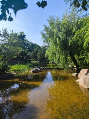 Halka açık bir parktaki göletin huzurlu dikey perspektifi. Ağlayan bir söğüt ağacı ve suya yansıyan berrak mavi bir gökyüzü..